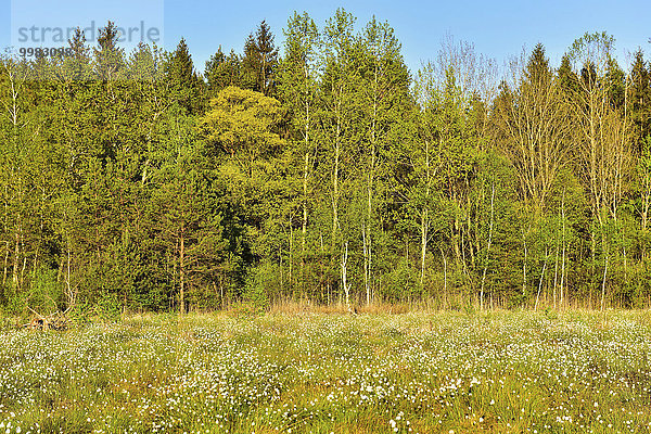 Blühendes Scheidiges Wollgras (Eriophorum vaginatum) auf vernässter  renaturierter ehemaliger Torfabbaufläche  bei Nicklheim  Voralpenland  Bayern Deutschland