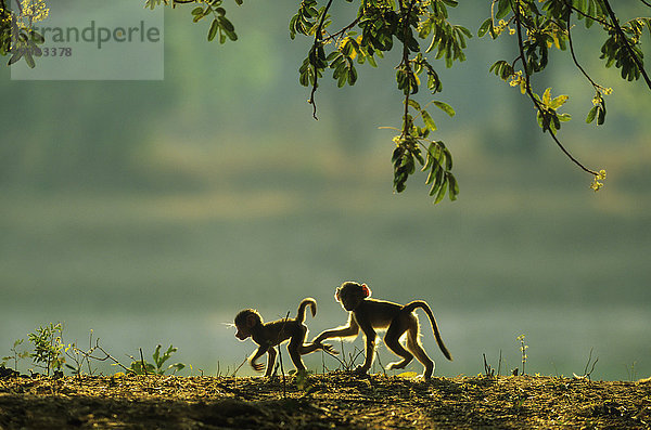 Steppenpavian  auch Gelber Pavian oder Babuin (Papio cynocephalus)  zwei verspielte Junge  frühe Morgenstunde  Südluangwa-Nationalpark  Sambia  Afrika