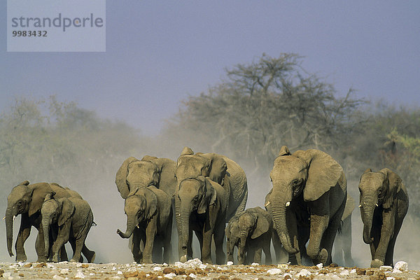 Afrikanische Elefanten (Loxodonta africana)  Herde rennt Richtung Wasserloch  Etosha-Nationalpark  Namibia  Afrika