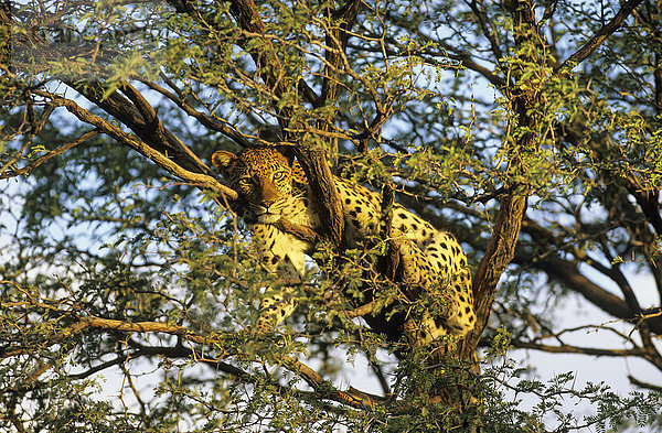 Leopard (Panthera pardus)  Weibchen  ruht in Kameldornbaum (Acacia erioloba)  Kalahari  Kgalagadi Transfrontier National Park  Südafrika