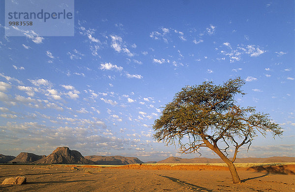 Kameldornbaum (Acacia erioloba) in trockenem Flussbett am Rande der südlichen Namib-Wüste  Namibia  Afrika