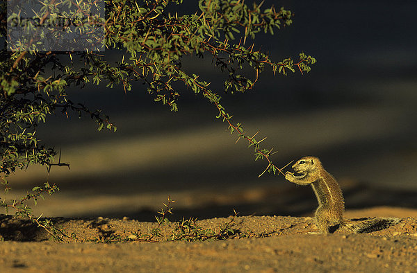 Kap-Borstenhörnchen (Xerus inauris)  Jungtier  füttert vorsichtig an Dornbusch  Kalahari  Kgalagadi Transfrontier National Park  Südafrika
