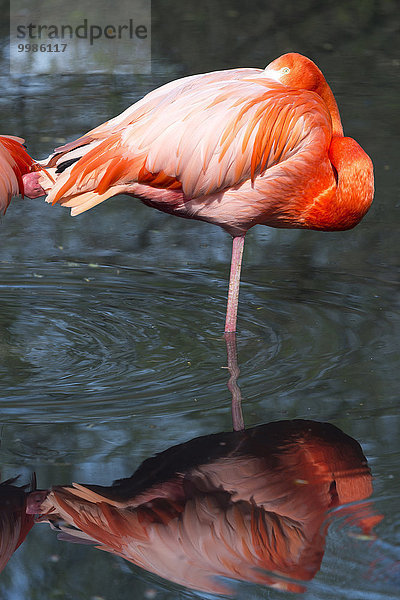 Amerika amerikanisch Karibik Regenpfeiferartige Watvogel Charadriiformes Flamingo