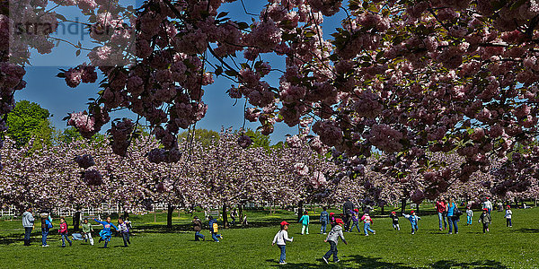 Baum unterhalb Kirsche Blüte hoch oben Brooklyn spielen
