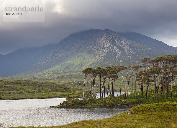 Grüne Klippen  Connemara  Irland