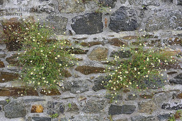 Spanisches Gänseblümchen (Erigeron karvinskianus)  Saint Quay-Portrieux  Côtes d'Armor  Bretagne  Frankreich  Europa