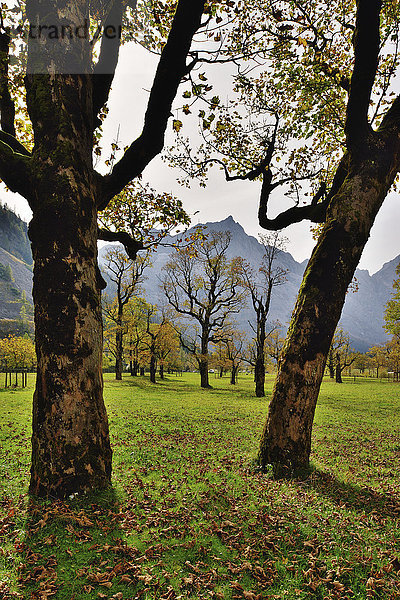 Ahornbäume (Acer pseudoplatanus) im Herbst  Großer Ahornboden im Risstal im Karwendelgebirge  Alpen  bei Hinterriß  Tirol  Österreich  Europa