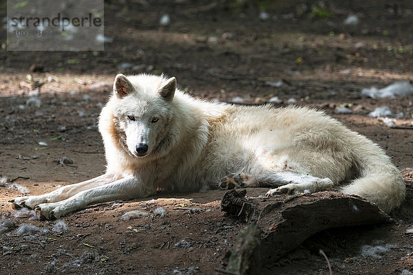 Polarwolf (Canis lupus arctos)  captive  liegend