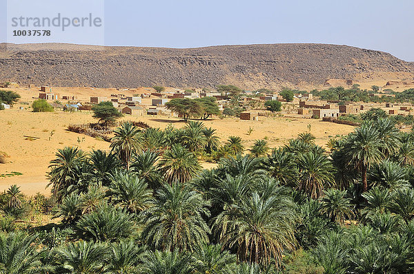 Palmenhain mit Siedlung  Oase bei Ouadane  Region Adrar  Mauretanien  Afrika