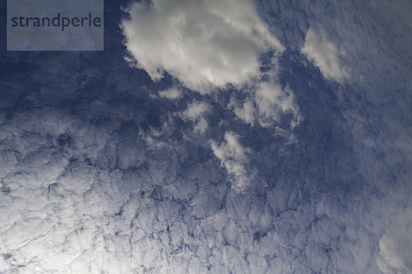 Große Schäfchenwolken  Altocumulus