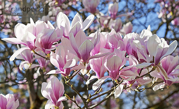 Blühende Magnolie (Magnolia)  Stadtpark Lahr  Baden-Württemberg  Deutschland  Europa