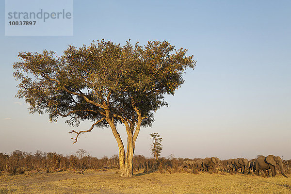 Afrikanische Elefanten (Loxodonta africana)  Herde im Savuti Gebiet  zieht an Apfelblattbaum (Lonchocarpus capassa) vorbei  Chobe-Nationalpark  Botswana  Afrika