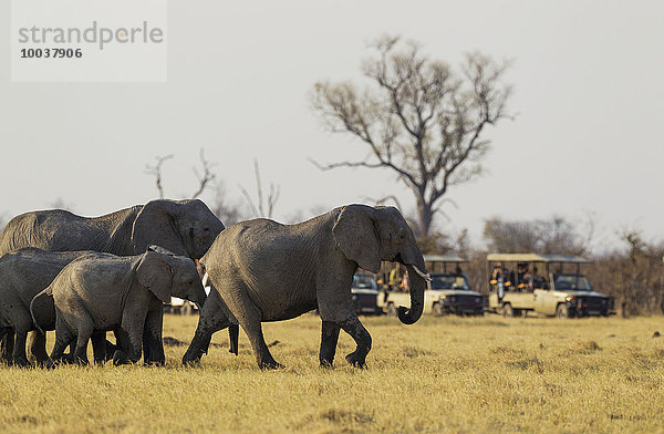 Afrikanische Elefanten (Loxodonta africana) werden von Touristen in ihren Safari-Fahrzeugen beobachtet  Zuchtherde  Chobe-Nationalpark  Botswana beobachtet