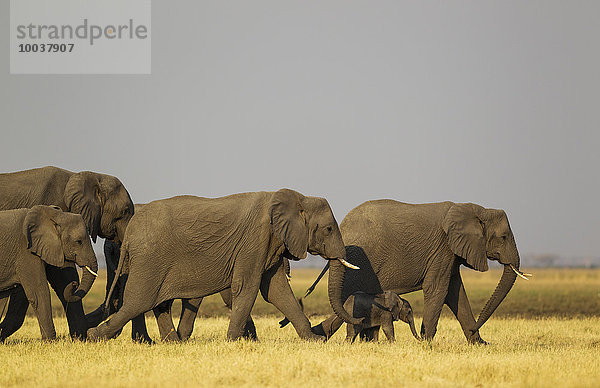 Afrikanische Elefanten (Loxodonta africana)  Zuchtherde im Savuti Gebiet  Chobe-Nationalpark  Botswana  Afrika
