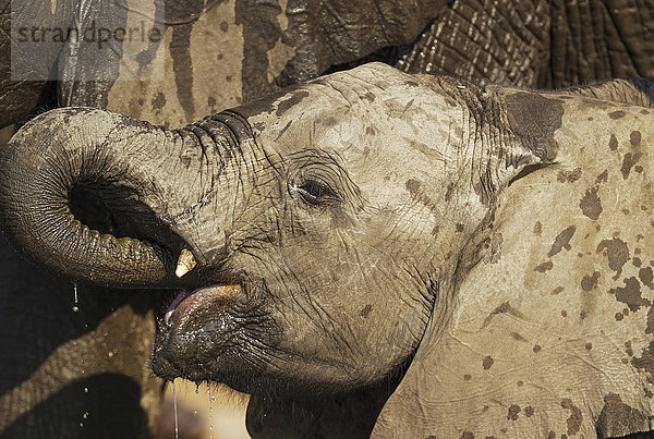 Afrikanischer Elefant (Loxodonta africana)  Kalb trinkt am Chobe River  Chobe-Nationalpark  Botswana  Afrika