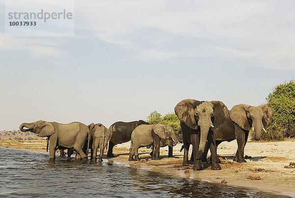 Afrikanischer Elefant (Loxodonta africana)  Zuchtherde am Ufer des Chobe Flusses  Chobe-Nationalpark  Botswana  Afrika
