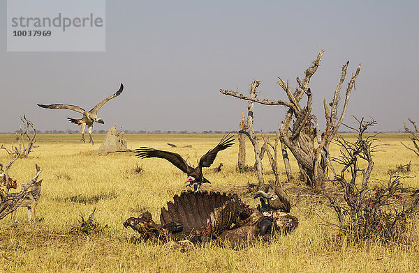 Kappengeier (Necrosyrtes monachus) mit rosa Kopf und Weißrückengeier (Gyps africanus) am Kadaver eines Kaffernbüffels (Syncerus caffer caffer)  Savuti  Chobe-Nationalpark  Botswana  Afrika