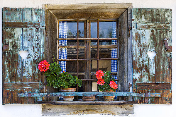 Mit Geranien geschmücktes Fenster eines alten Bauernhauses  Salzburger Land  Österreich  Europa