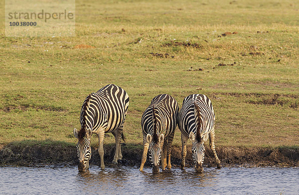 Burchell-Zebras (Equus quagga burchelli) trinken am Chobe Fluss  Chobe-Nationalpark  Botswana  Afrika