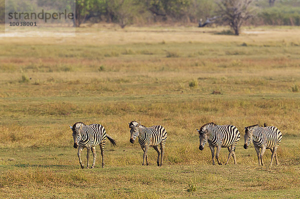 Burchell-Zebras (Equus quagga burchelli)  Chobe-Nationalpark  Botswana  Afrika