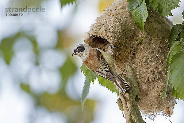 Beutelmeise (Remiz pendulinus)  Altvogel am Nest  Biosphärenreservat Mittelelbe  Sachsen-Anhalt  Deutschland  Europa