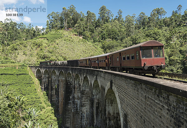 Zug auf der Nine Arches Bridge  bei Ella  Sri Lanka  Asien