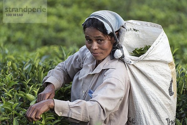 Teepflückerin auf Plantage  bei Ella  Sri Lanka  Asien
