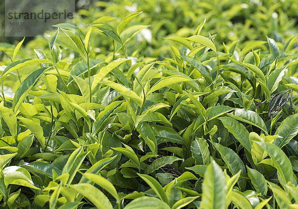 Frische grüne Teeblätter am Busch auf einer Plantage  bei Ella  Sri Lanka  Asien