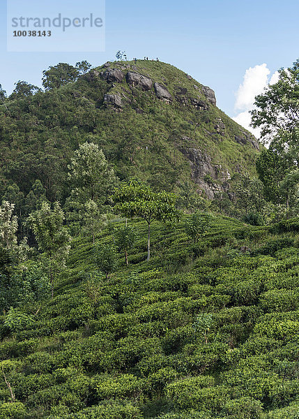 Little Adam's Peak und Teeplantagen  Ella  Sri Lanka  Asien
