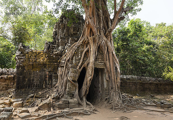 Wurzeln einer Würgefeige (Ficus altissima) umschlingen einen Gopuram  Ta Som Tempel  Angkor  Provinz Siem Reap  Kambodscha  Asien