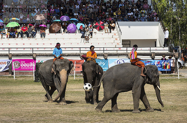 Elefanten beim Fußball  Elefantenfest  Surin Elephant Round-up  Provinz Surin  Isan  Isaan  Thailand  Asien