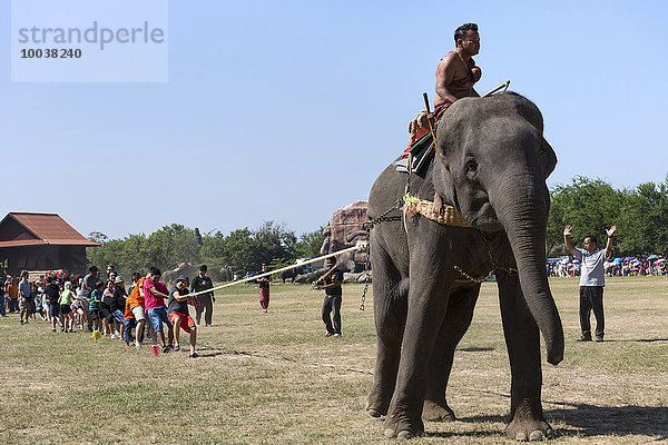Tauziehen mit Elefant und Touristen bei Elefantenfest  Surin Elephant Round-up  Provinz Surin  Isan  Isaan  Thailand  Asien