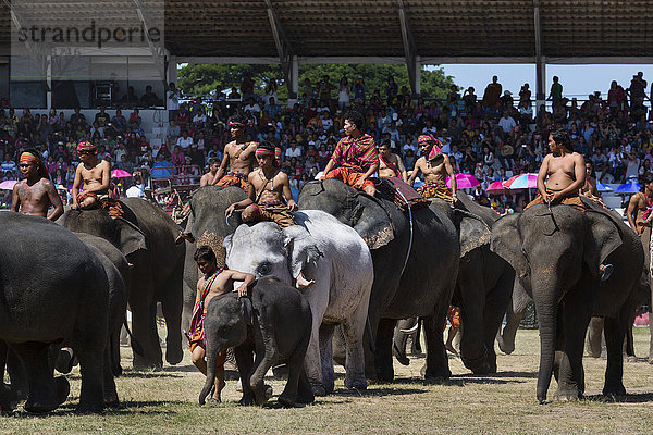 Weißer Elefant beim Elefantenfest  Surin Elephant Round-Up  Provinz Surin  Isan  Isaan  Thailand  Asien