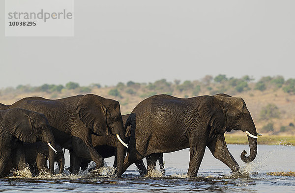Afrikanische Elefanten (Loxodonta africana)  Herde mit Jungen überquert den Chobe River  Chobe-Nationalpark  Botswana  Afrika