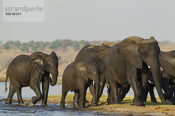 Afrikanische Elefanten (Loxodonta africana)  Herde mit Jungen nach Überquerung des Chobe River  Chobe-Nationalpark  Botswana  Afrika