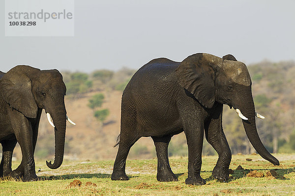 Afrikanische Elefanten (Loxodonta africana)  zwei Weibchen mit nasser Haut nach Überquerung des Chobe River  Chobe-Nationalpark  Botswana  Afrika