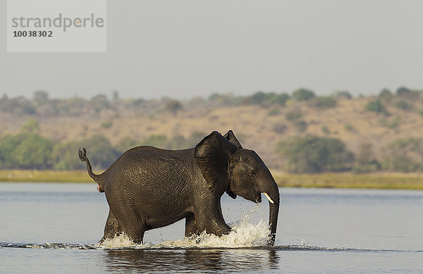 Afrikanischer Elefant (Loxodonta africana)  Nachzügler  Jungtier nach Überquerung des Chobe River  Chobe-Nationalpark  Botswana  Afrika