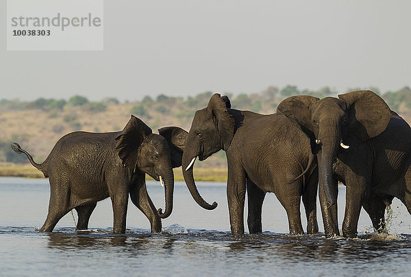 Afrikanische Elefanten (Loxodonta africana)  Weibchen mit Jungtieren nach Überquerung des Chobe River  Chobe-Nationalpark  Botswana  Afrika