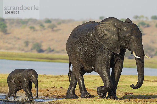 Afrikanische Elefanten (Loxodonta africana)  Weibchen mit Kalb nach Überquerung des Chobe River  Chobe-Nationalpark  Botswana  Afrika