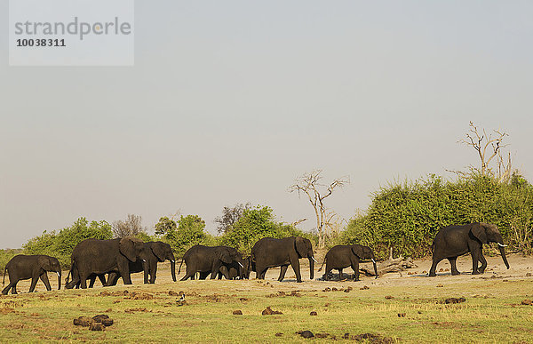Afrikanische Elefanten (Loxodonta africana)  Herde mit Jungen nach Überquerung des Chobe River  Chobe-Nationalpark  Botswana  Afrika