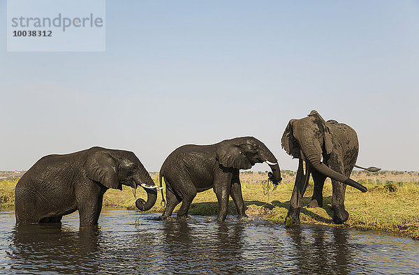 Afrikanische Elefanten (Loxodonta africana) am Chobe River Ufer  Chobe-Nationalpark  Botswana  Afrika