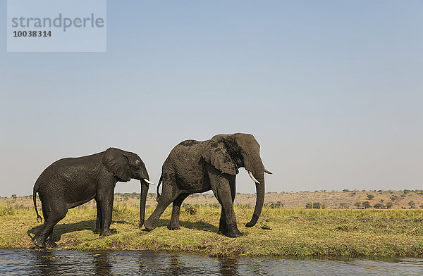 Afrikanische Elefanten (Loxodonta africana)  zwei Kühe am Chobe River Ufer  Chobe-Nationalpark  Botswana  Afrika