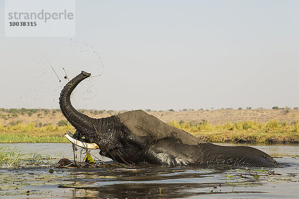 Afrikanischer Elefant (Loxodonta africana)  verspielte Kuh im Chobe River  Chobe-Nationalpark  Botswana  Afrika