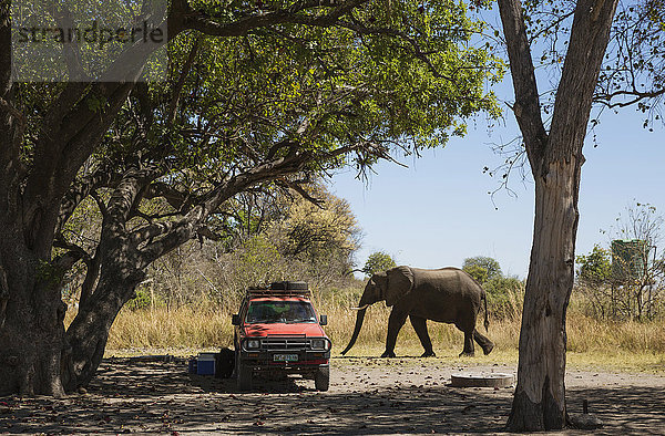 Afrikanischer Elefant (Loxodonta africana)  Third Bridge Zeltplatz  Okavango Delta  Moremi Wildreservat  Botswana  Afrika