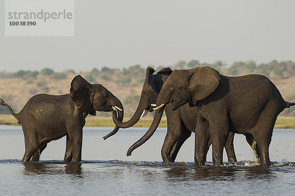 Afrikanische Elefanten (Loxodonta africana)  Weibchen mit Jungtier nach Überquerung des Chobe River  Chobe-Nationalpark  Botswana  Afrika