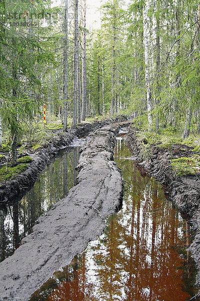 Spiegelung Wald Pfütze