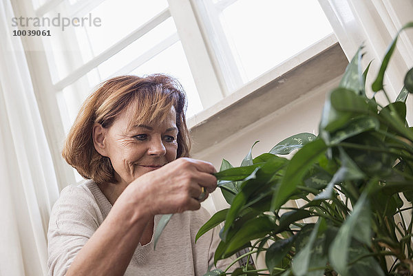 Senior woman examining plant leaves  Munich  Bavaria  Germany