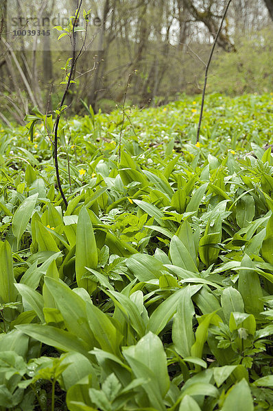 Wild garlic (Allium ursinum) in a field  Munich  Bavaria  Germany