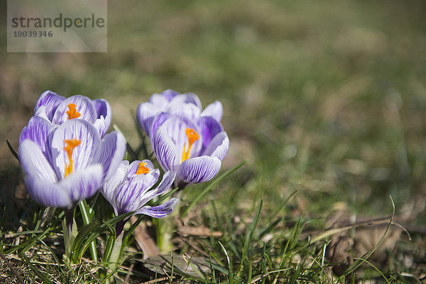 Purple crocus flowers in a garden  Munich  Bavaria  Germany