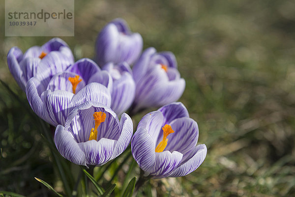 Purple crocus flowers in a garden  Munich  Bavaria  Germany